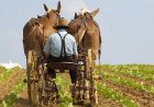“Braganza volgde juiste procedures voor Mennonieten in Suriname”