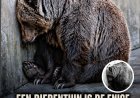 Dierentuin: bescherming of gevangenis?