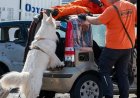 OM geeft toestemming voor inzet Nederlandse reddingshonden bij zoektocht Leysner