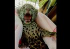Babyjaguar geboren in Paramaribo Zoo