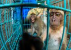 Indonesië hernieuwt export van makaken voor biomedisch onderzoek 