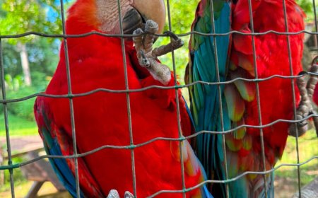Paramaribo Zoo verdient meer aandacht en investeringen