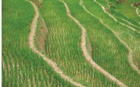 Klimaatverandering bedreigt toekomst van rijstteelt
