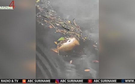 Vissterfte mogelijk als gevolg van chemische lekage bij Grassalco en ander bedrijf