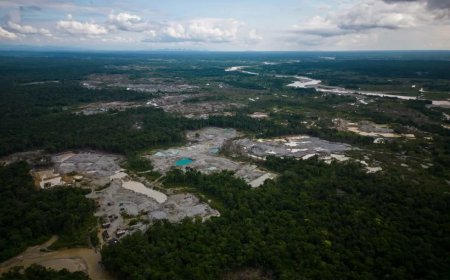 Grote internationale operatie tegen milieumisdrijven in Amazoneregio