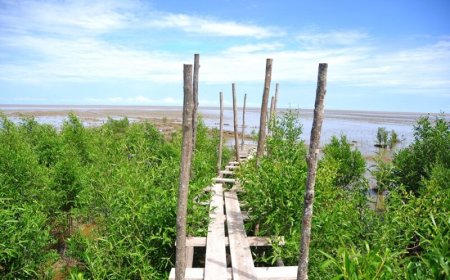 Suriname belooft opnieuw herstel en bescherming voor de mangrove