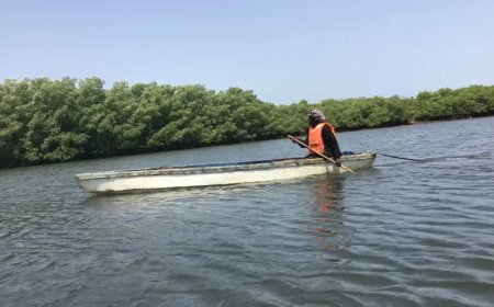Hoe Gambiaanse vrouwen de mangroves herstellen die Banjul beschermen