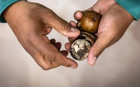 Brazilië investeert 3 miljard dollar in groene vliegtuigbrandstof uit exotische palmvrucht