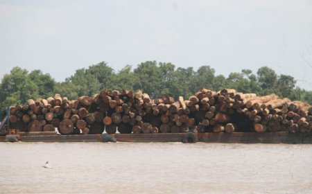 MEER DAN 4000 HECTARE BOS VERDWIJNT JAARLIJKS