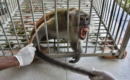 Opmerkelijk – Indonesische jagers vangen aap die wekenlang mensen verwondde