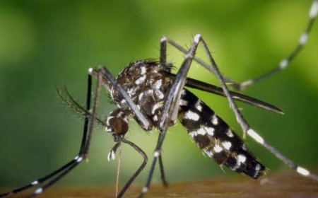 Suriname uit epidemische fase chikungunya