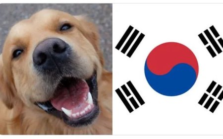 Zuid Korea stopt volledig met hondenvlees