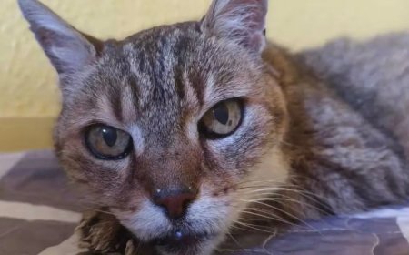 Opmerkelijk – Vermiste kater Mozart dankzij Franse bosbranden na 17 jaar weer terecht