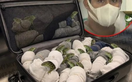 200 HAGEDISSEN IN SOKKEN: REIZIGER GESTOPT OP LUCHTHAVEN TOKIO