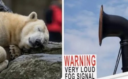 Opmerkelijk – Man maakt op Spitsbergen ijsbeer wakker met misthoorn en krijgt forse geldboete