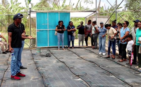 FAO en LVV versterken kassenteelt in Suriname