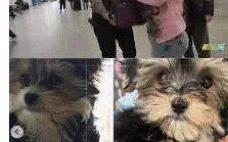 Beelden -Vrouw betaalt 50.000 dollar voor kloon van hond