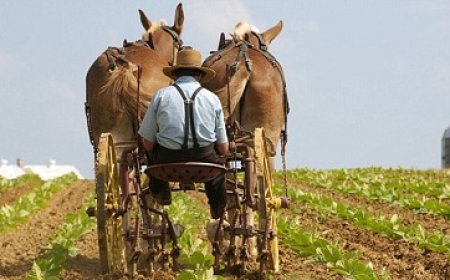“Braganza volgde juiste procedures voor Mennonieten in Suriname”