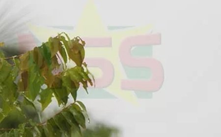 Warme dag met kans op buien en plaatselijk onweer