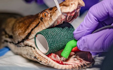 Opmerkelijk – Python ondergaat baanbrekende kankerbehandeling die normaal bij mensen wordt to