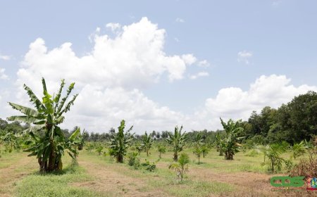 SAFTA wil tegen 2030 circa 200 landbouwers bereiken in Brokopondo