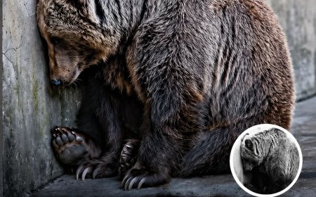 Dierentuin: bescherming of gevangenis?