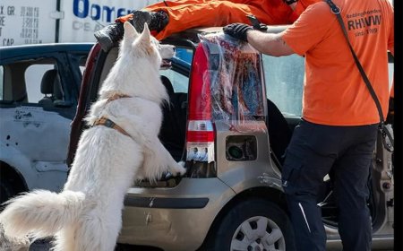 OM geeft toestemming voor inzet Nederlandse reddingshonden bij zoektocht Leysner