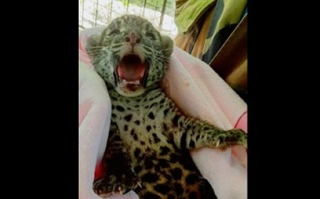 Babyjaguar geboren in Paramaribo Zoo