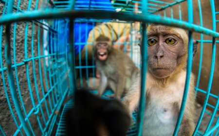 Indonesië hernieuwt export van makaken voor biomedisch onderzoek 