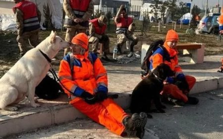 Nederlandse speurhonden ingezet bij zoektocht naar Rodney Leysner