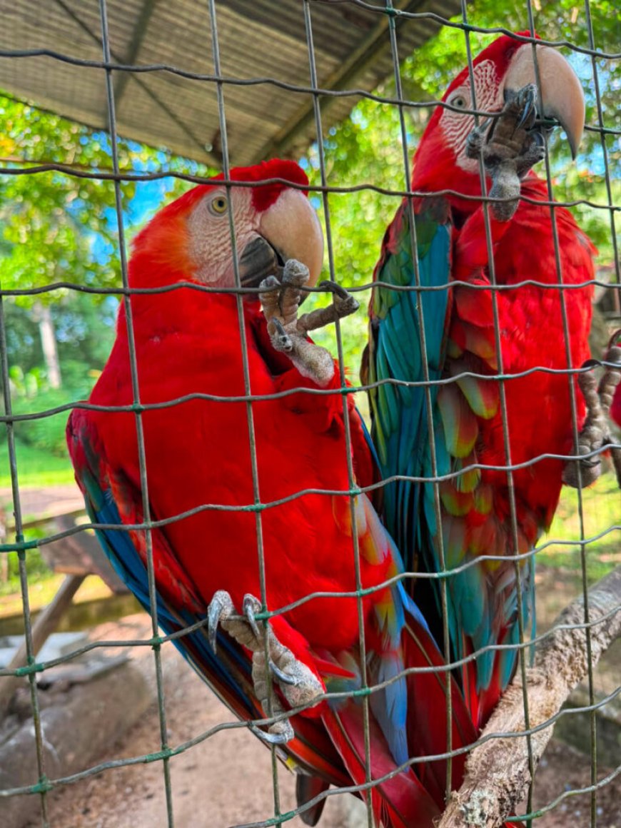 Paramaribo Zoo verdient meer aandacht en investeringen