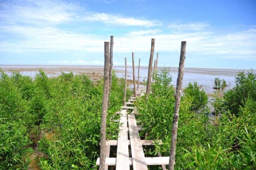 Suriname belooft opnieuw herstel en bescherming voor de mangrove