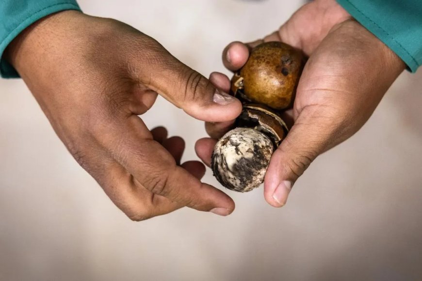 Brazilië investeert 3 miljard dollar in groene vliegtuigbrandstof uit exotische palmvrucht