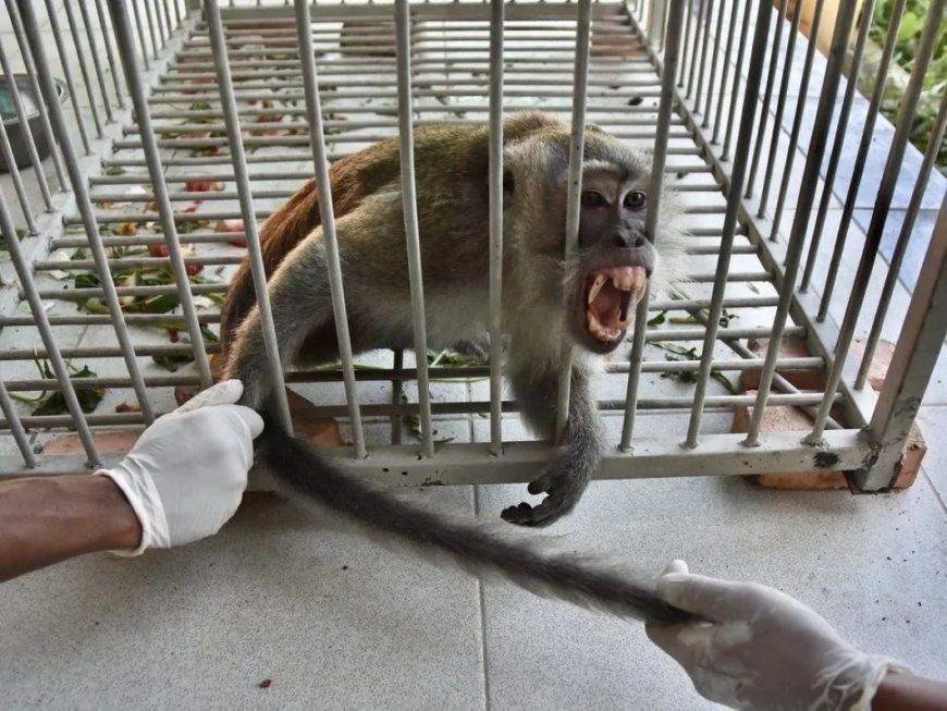 Opmerkelijk – Indonesische jagers vangen aap die wekenlang mensen verwondde