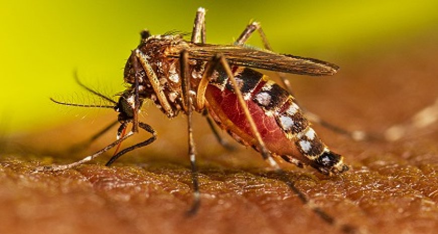 Chikungunya niet langer epidemisch, BOG roept op alert te blijven