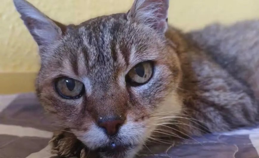 Opmerkelijk – Vermiste kater Mozart dankzij Franse bosbranden na 17 jaar weer terecht