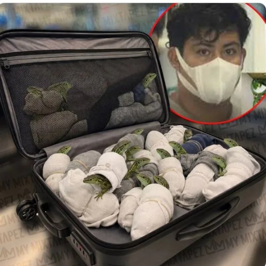 200 HAGEDISSEN IN SOKKEN: REIZIGER GESTOPT OP LUCHTHAVEN TOKIO