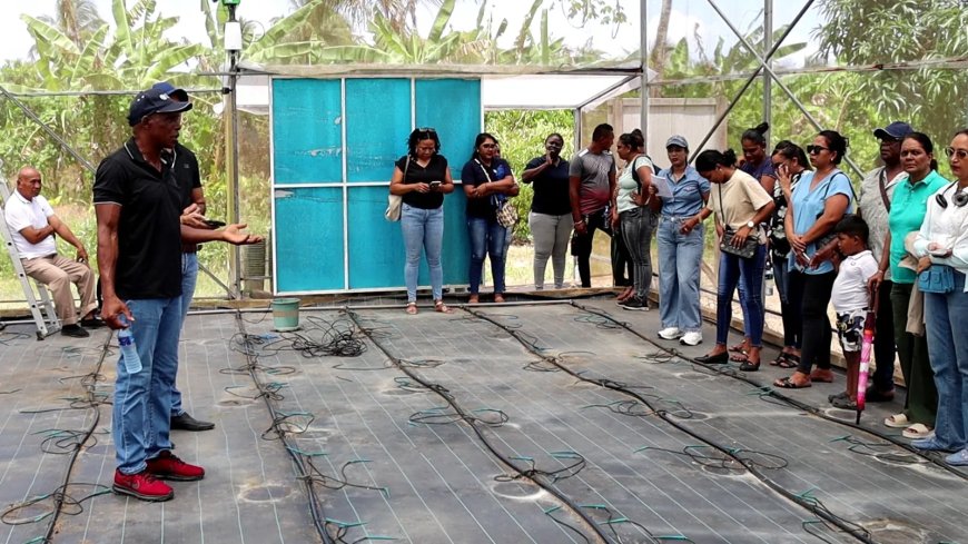FAO en LVV versterken kassenteelt in Suriname