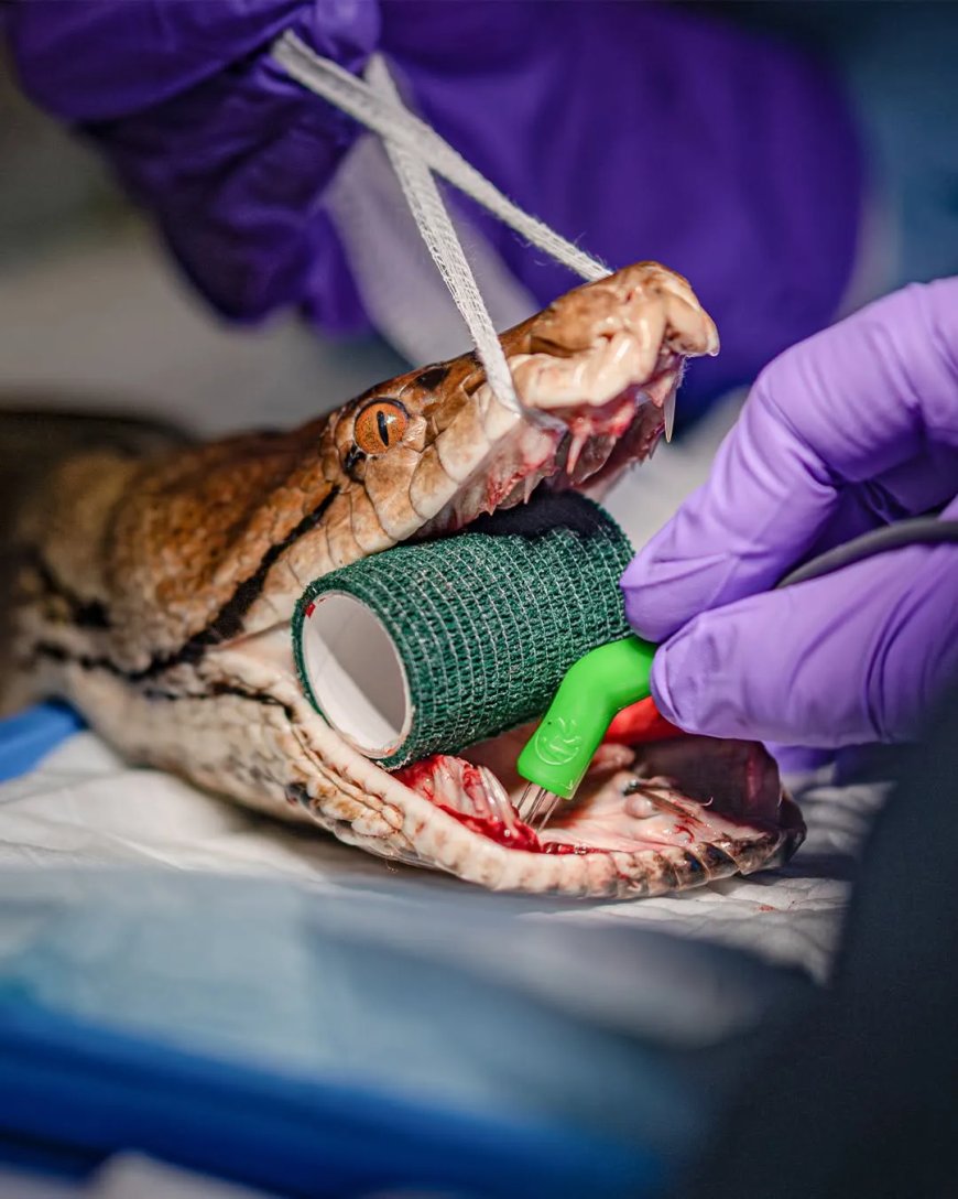 Opmerkelijk – Python ondergaat baanbrekende kankerbehandeling die normaal bij mensen wordt to