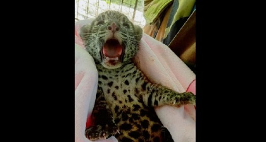 Babyjaguar geboren in Paramaribo Zoo