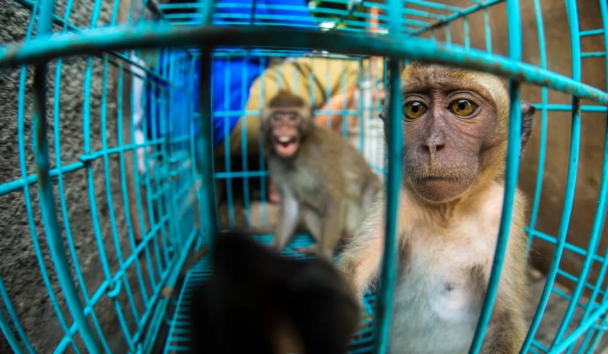 Indonesië hernieuwt export van makaken voor biomedisch onderzoek 