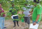 LVV start bodemonderzoek bij landbouwers in Wanica D voor gerichtere bemesting