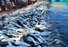 LVV: Geen 200 nieuwe Venezolaanse vissersboten in Surinaamse wateren