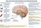 Giftige metalen en de cognitief-emotionele ontwikkeling van het kind (1)