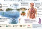 Giftige metalen en de cognitief-emotionele ontwikkeling van het kind (2)