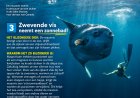 Zwevende vis neemt een zonnebad