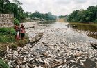 Ecocide: wanneer milieuschade een misdrijf wordt