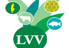 LVV waarschuwt voor verhoogde kippensterfte
