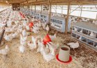 Hogere sterfte onder slachtkippen vastgesteld: hitte en pluimveeziekten mogelijke oorzaken