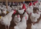 Vogelgriep in Suriname: Mogelijk desastreuze gevolgen voor pluimveesector